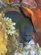 Murna, nebo-li Giant moray eel (Gymnothorax javanicus). Potpn u ostrov Togian, Kadidiri, lokalita Two Canyons. Sulawesi,  Indonsie.