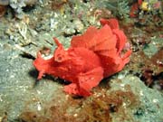 Scorpionfish, Lembeh dive sites. Sulawesi,  Indonsie.